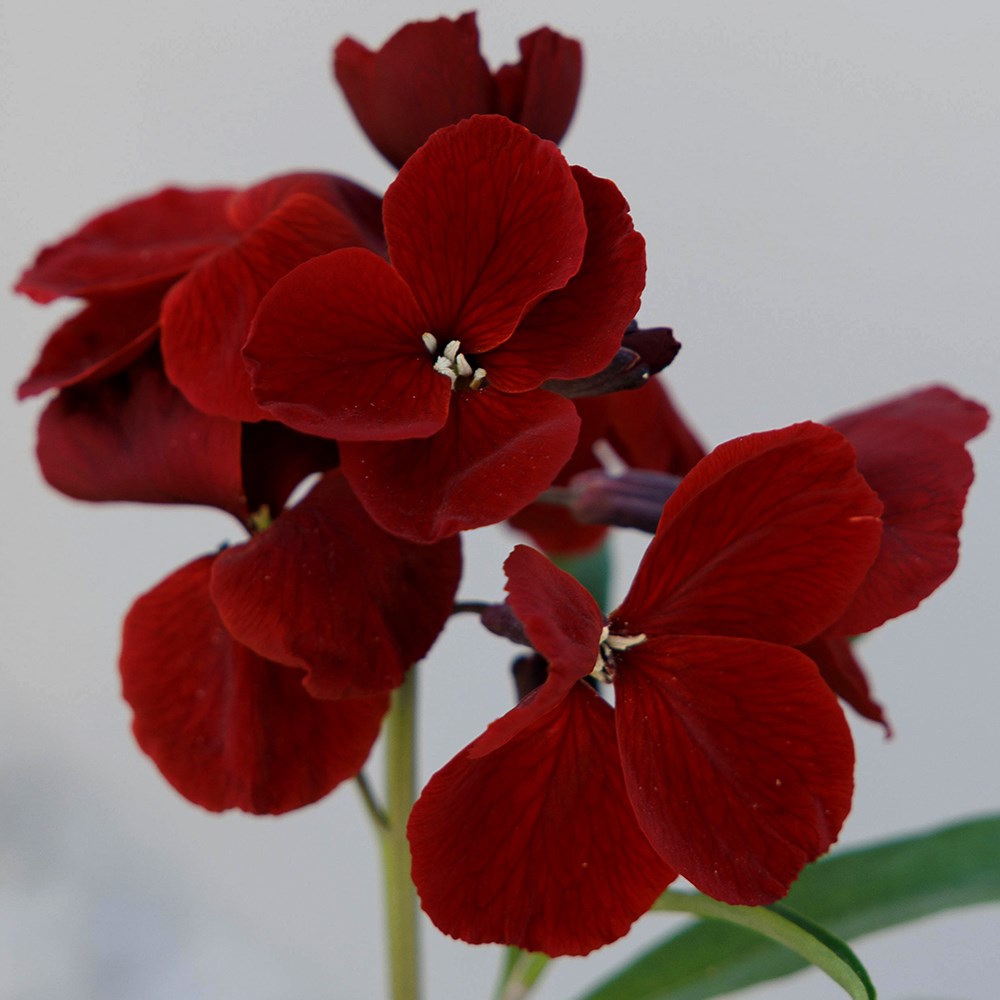 wallflower 'Vulcan'