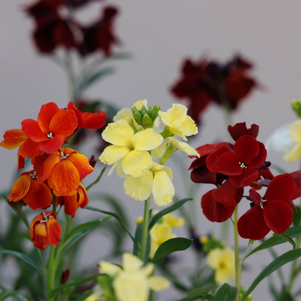 Persian wallflower collection