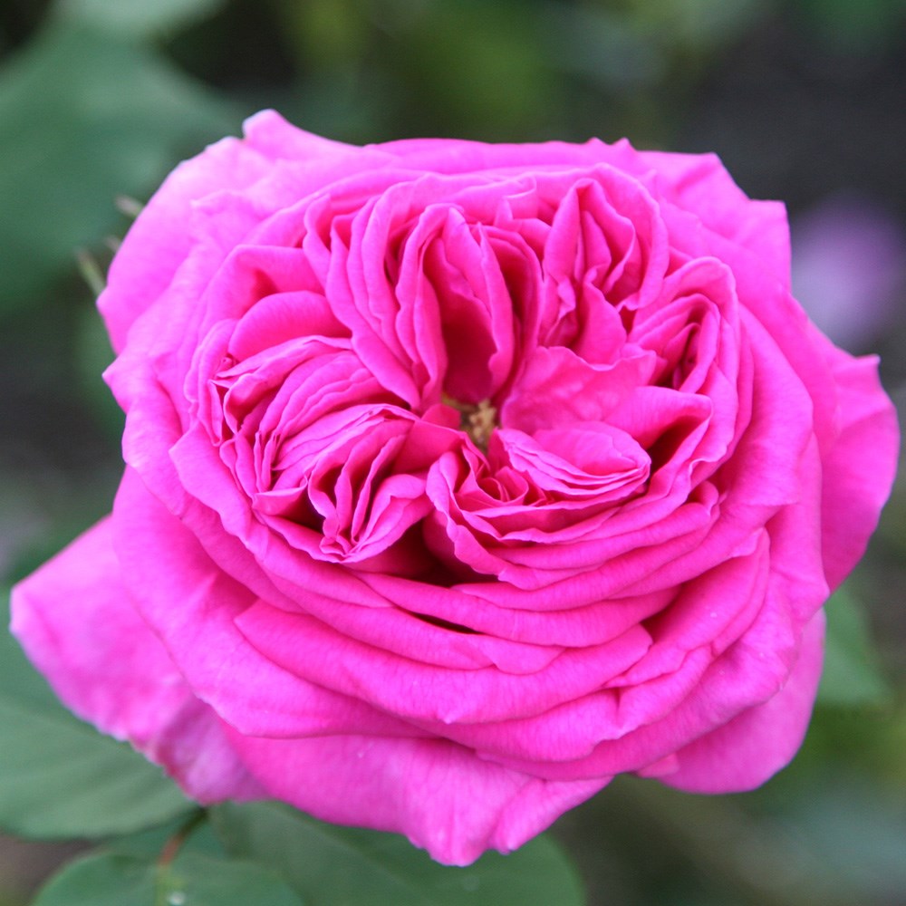 <i>Rosa</i> 'Madame Isaac Péreire' | Bourbon Bush Rose