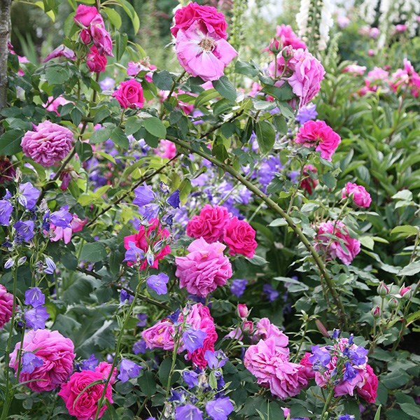<i>Rosa</i> 'Madame Isaac Péreire' | Bourbon Bush Rose