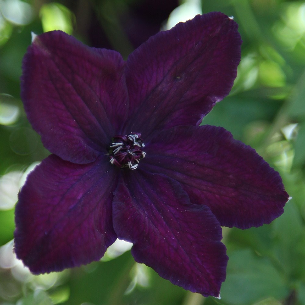 <i>Clematis</i> 'Dark Eyes'
