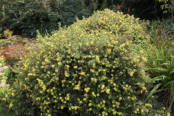 <i>Potentilla fruticosa</i> 'Primrose Beauty'