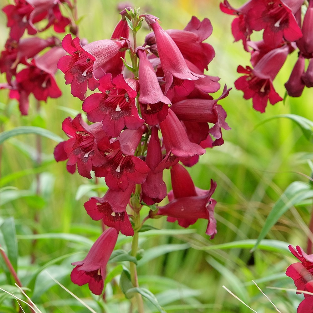 <i>Penstemon</i> 'Rich Ruby'