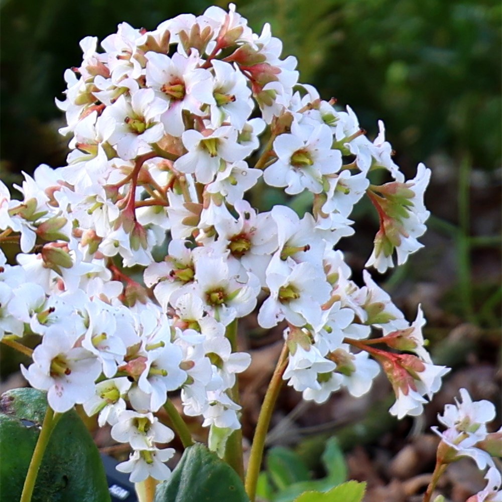 <i>Bergenia</i> 'Bressingham White'