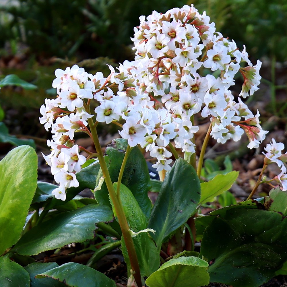 <i>Bergenia</i> 'Bressingham White'