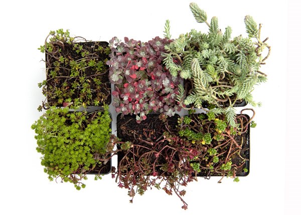 Sedum collection