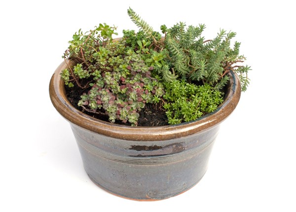 Sedum collection