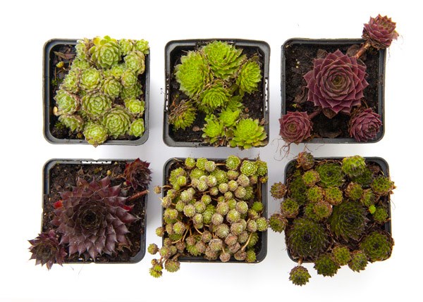 Sempervivum collection