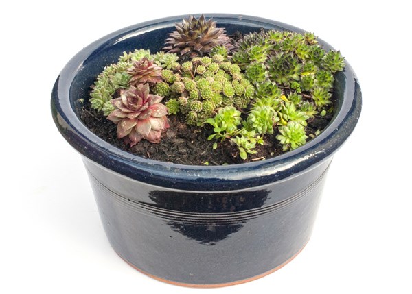 Sempervivum collection