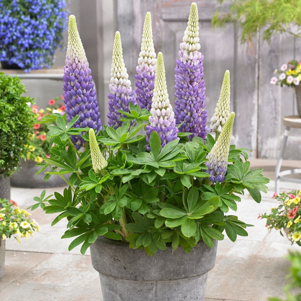 <i>Lupinus</i> 'Persian Slipper' (PBR)