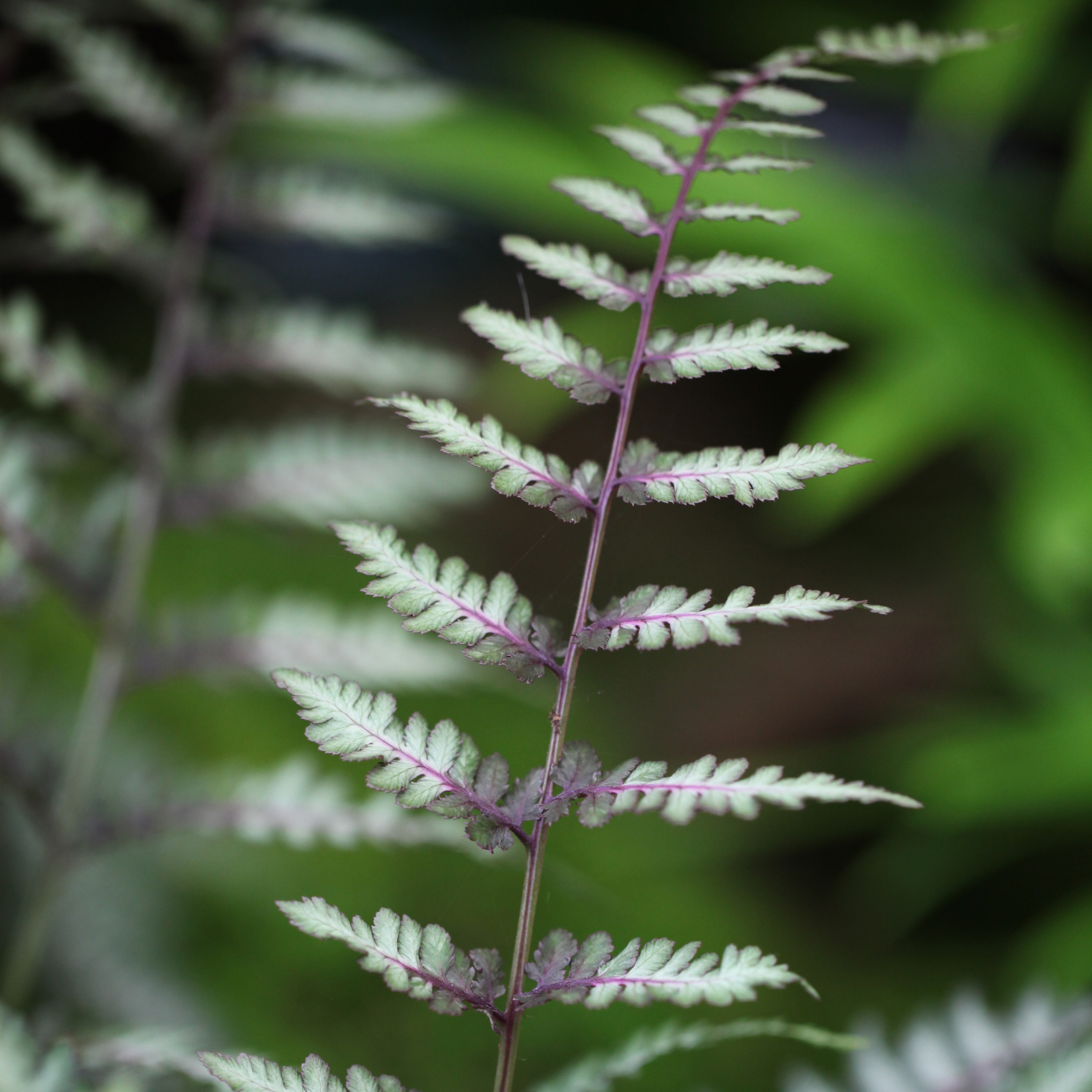 <I>Athyrium niponicum</i> var. <i>pictum</i> 'Ursula's Red'