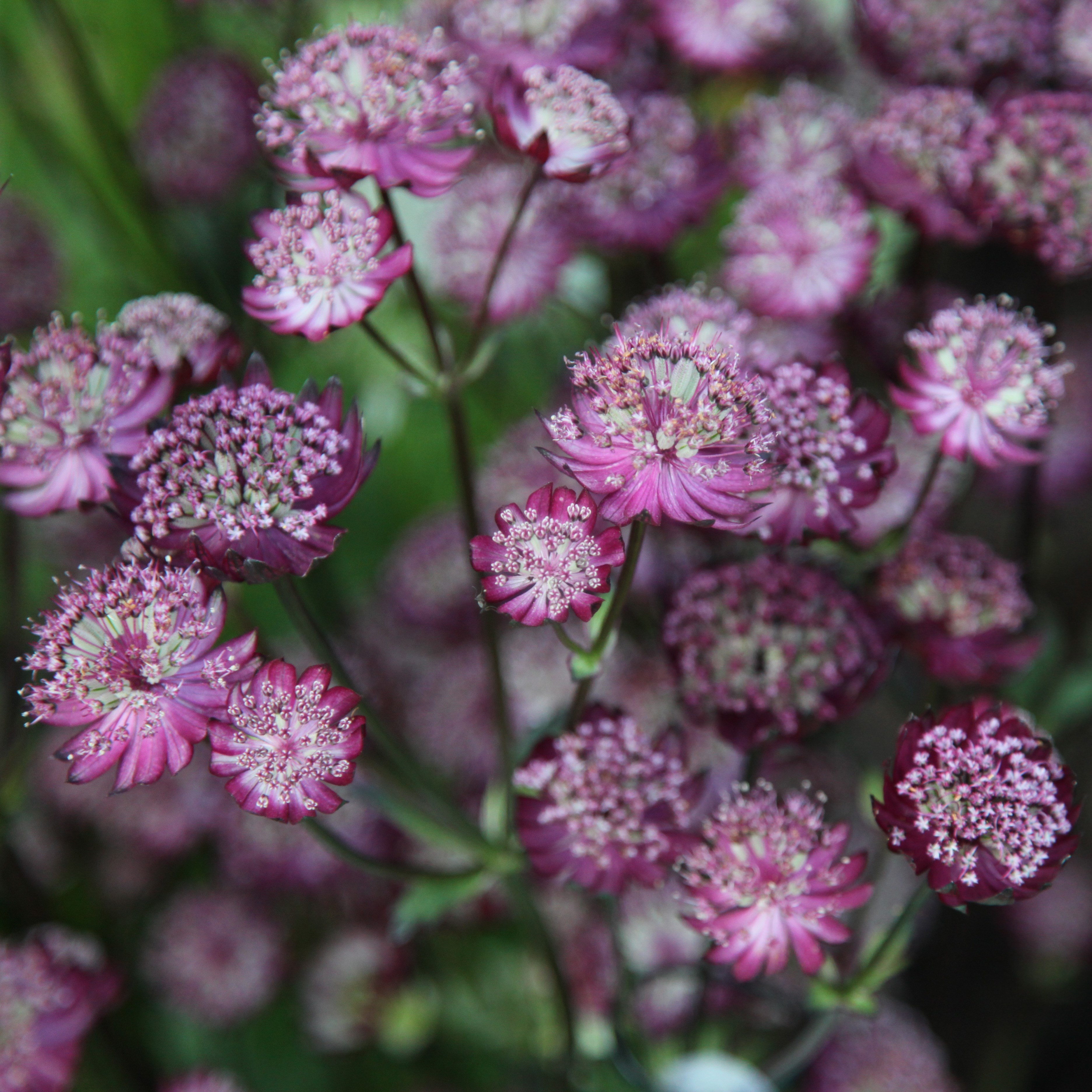 <I>Astrantia</i> 'Moulin Rouge' (PBR)
