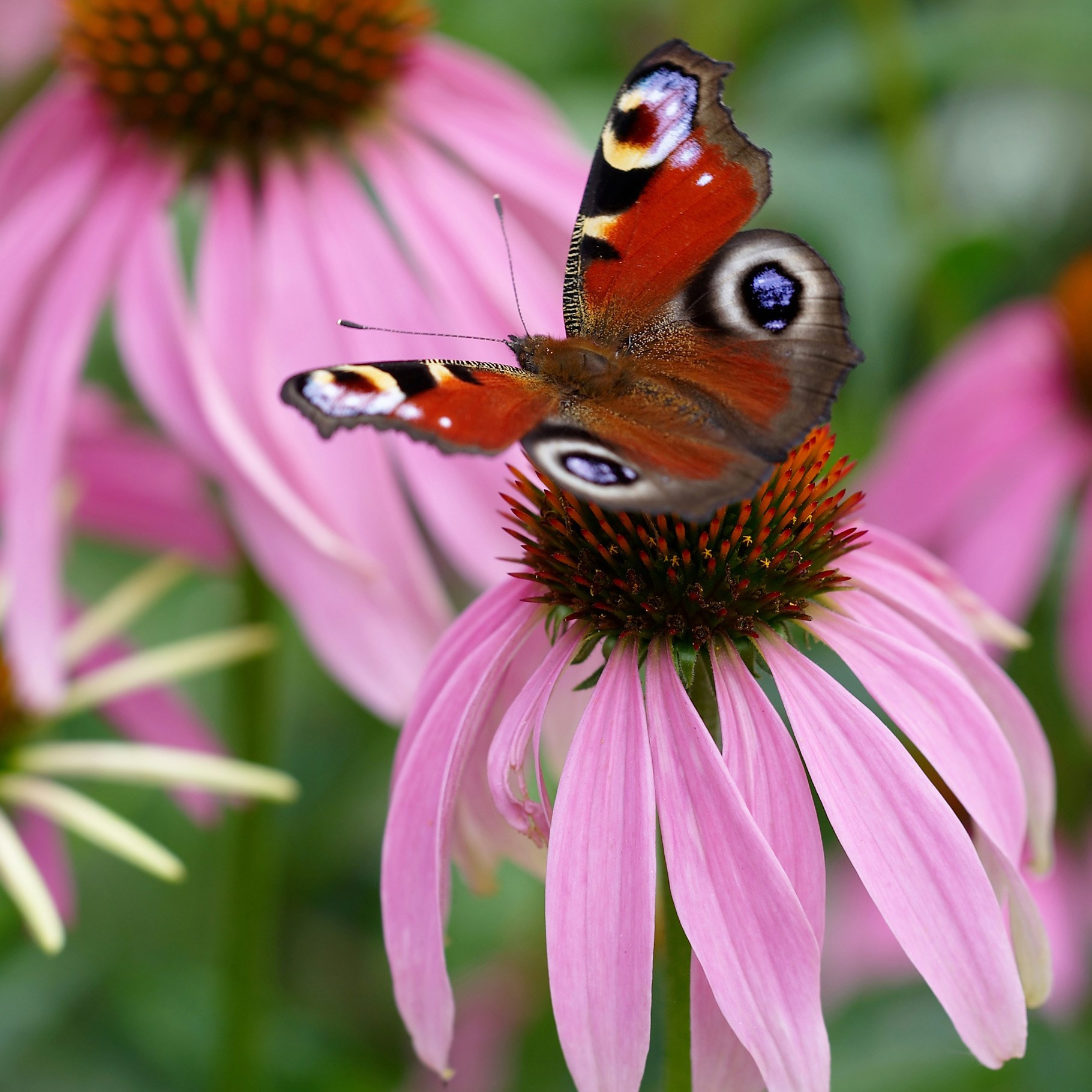 <i>Echinacea purpurea</i> 