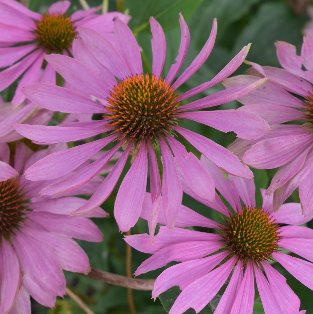 <i>Echinacea purpurea</i> 