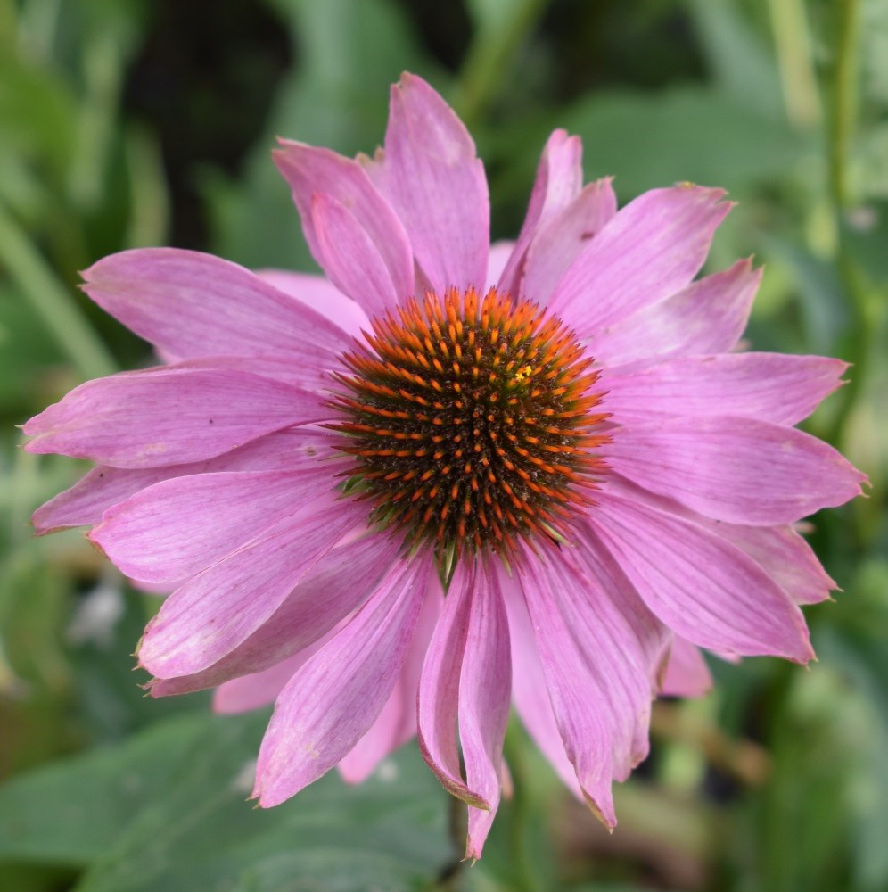 <i>Echinacea purpurea</i> 