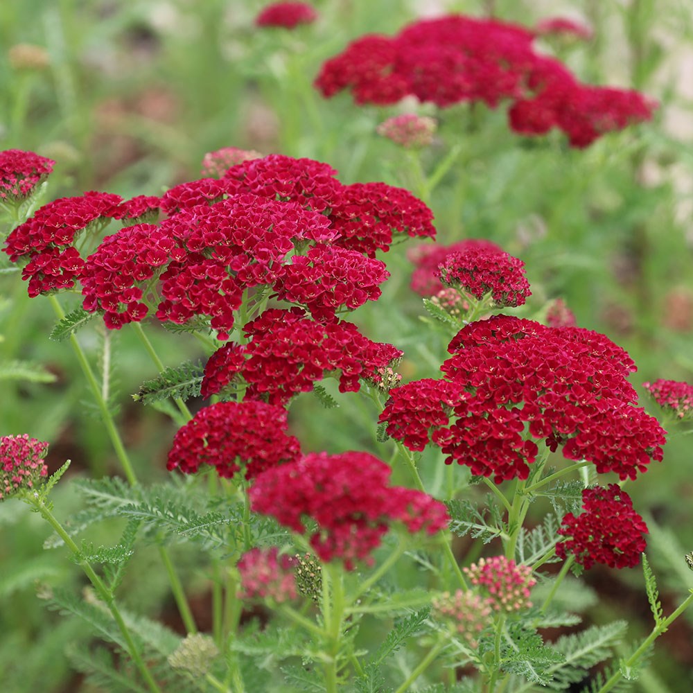 <I>Achillea millefolium</I> 'Pomegranate' (Tutti Frutti Series)