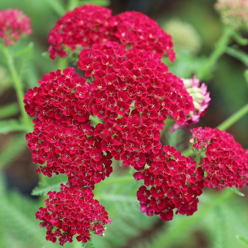 <I>Achillea millefolium</I> 'Pomegranate' (Tutti Frutti Series)