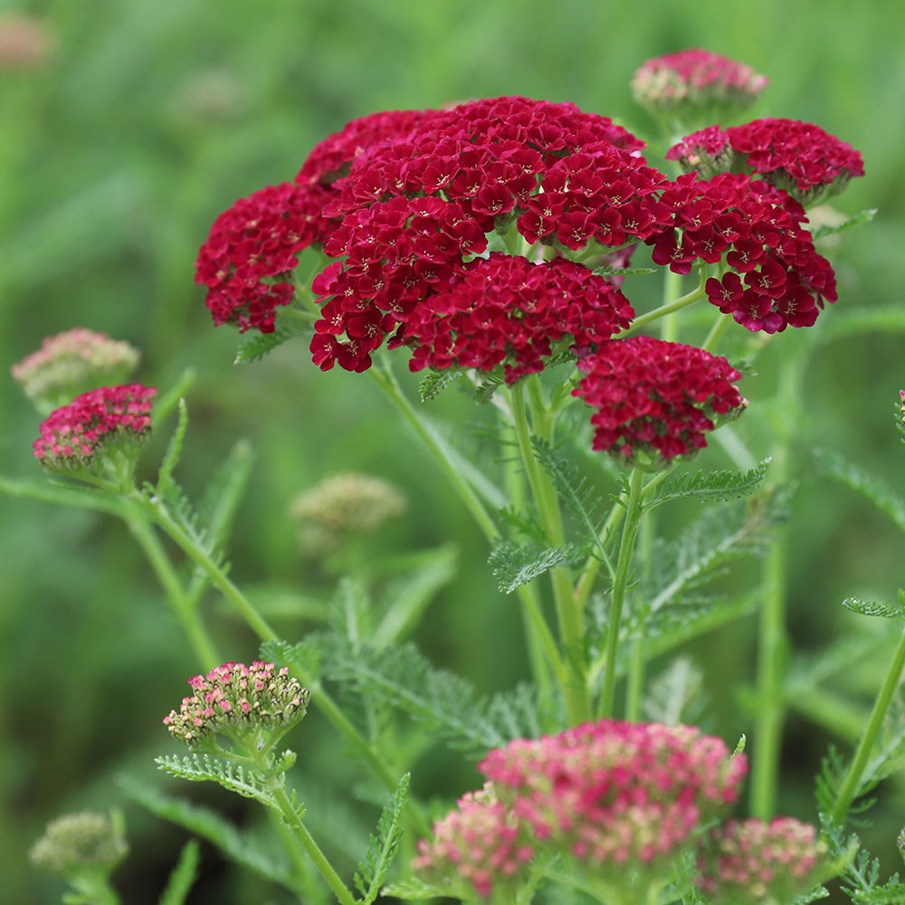 <I>Achillea millefolium</I> 'Pomegranate' (Tutti Frutti Series)