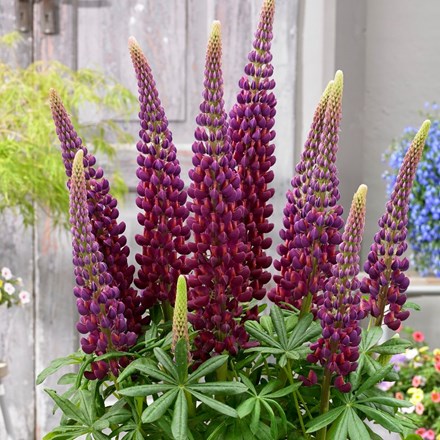Lupinus Masterpiece (PBR)