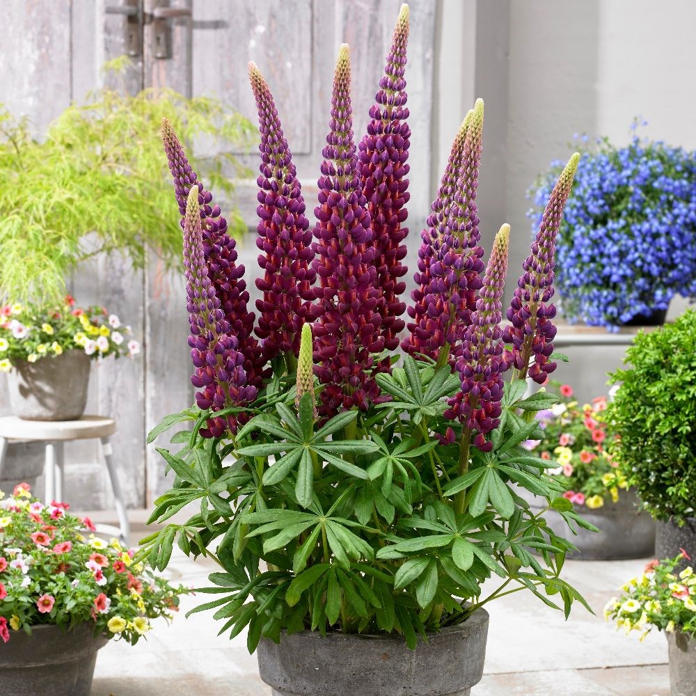 <I>Lupinus</i> 'Masterpiece' (PBR)