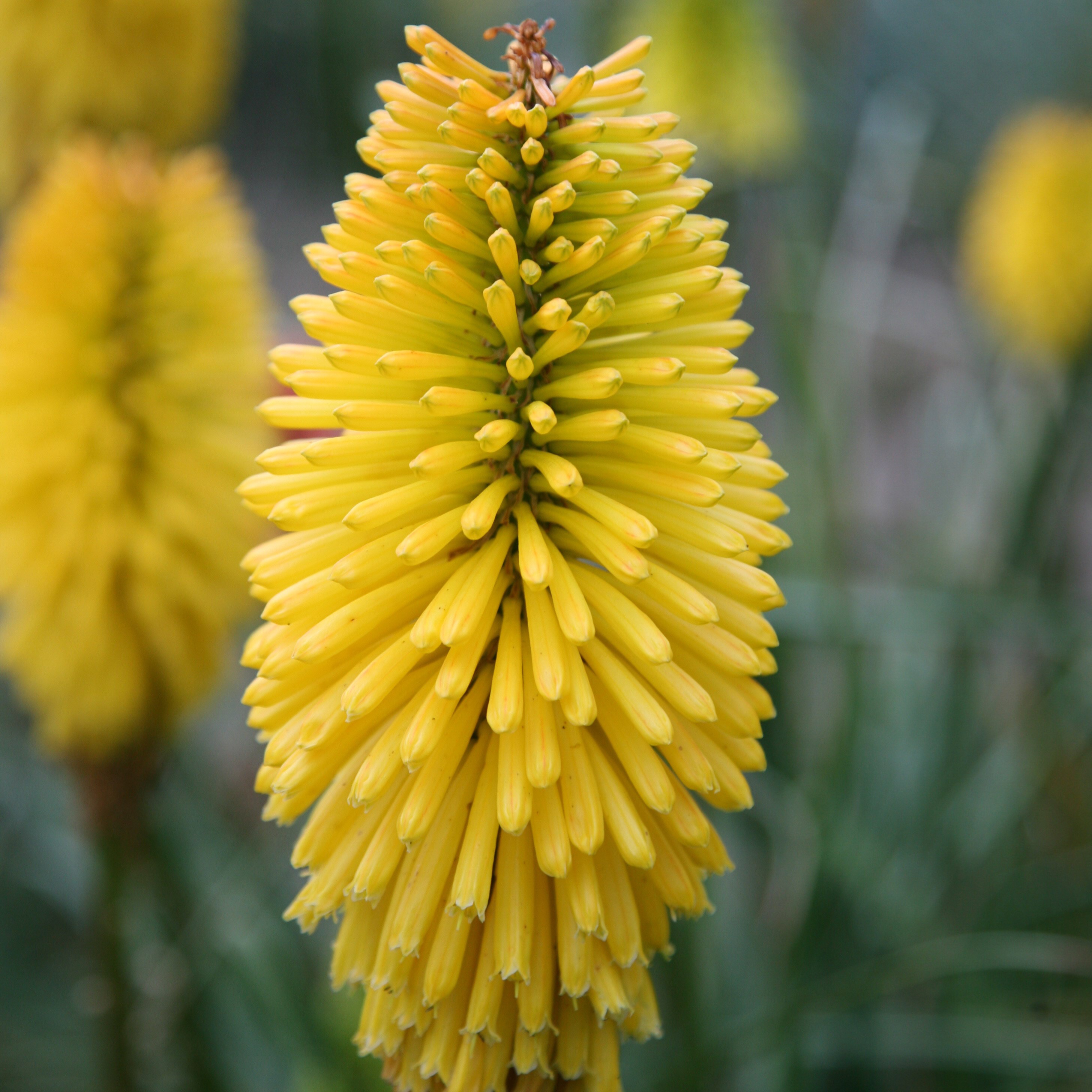 <i>Kniphofia</i> 'Bees Lemon'
