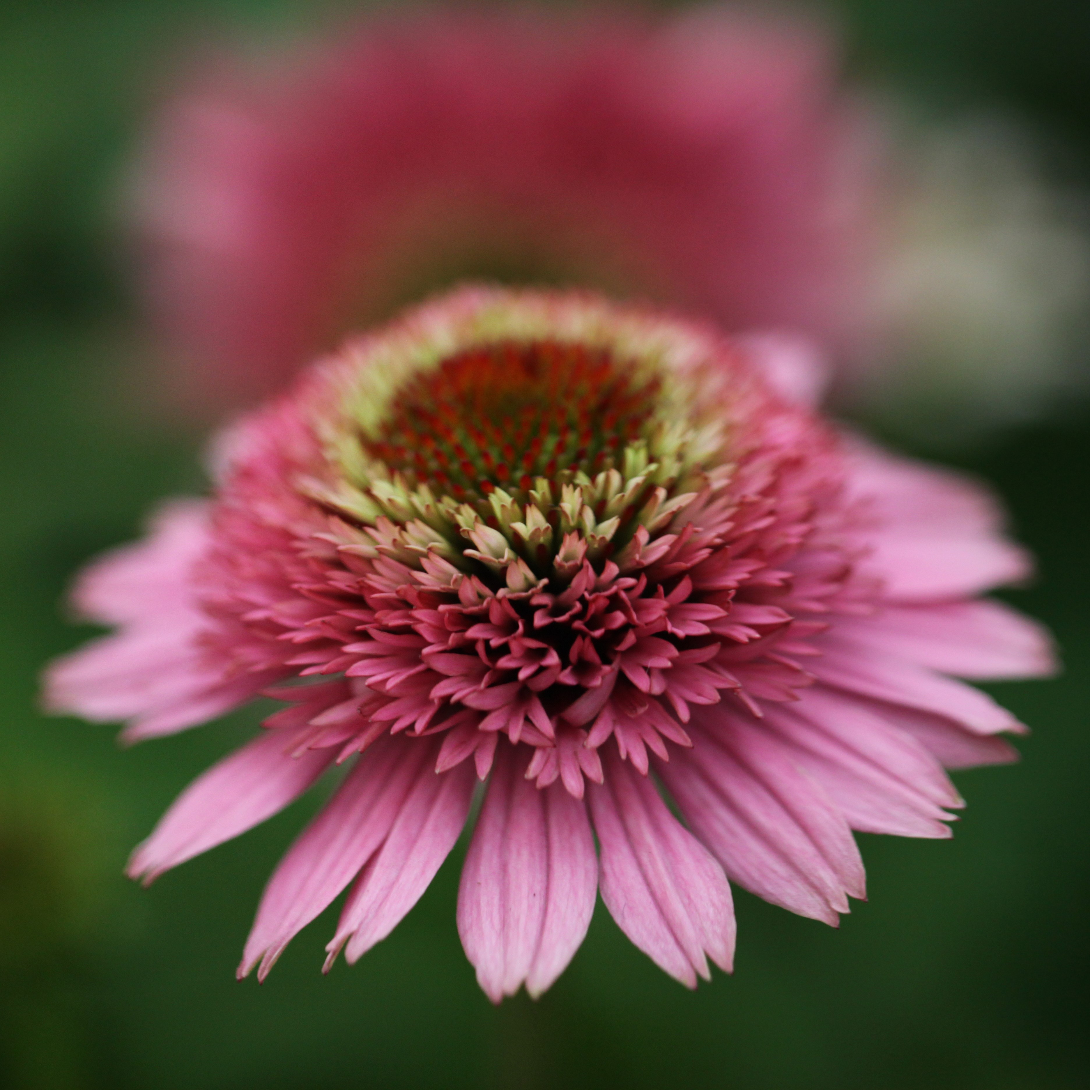 <i>Echinacea</i> 'Butterfly Kisses' (PBR) (Cone-fections Series)