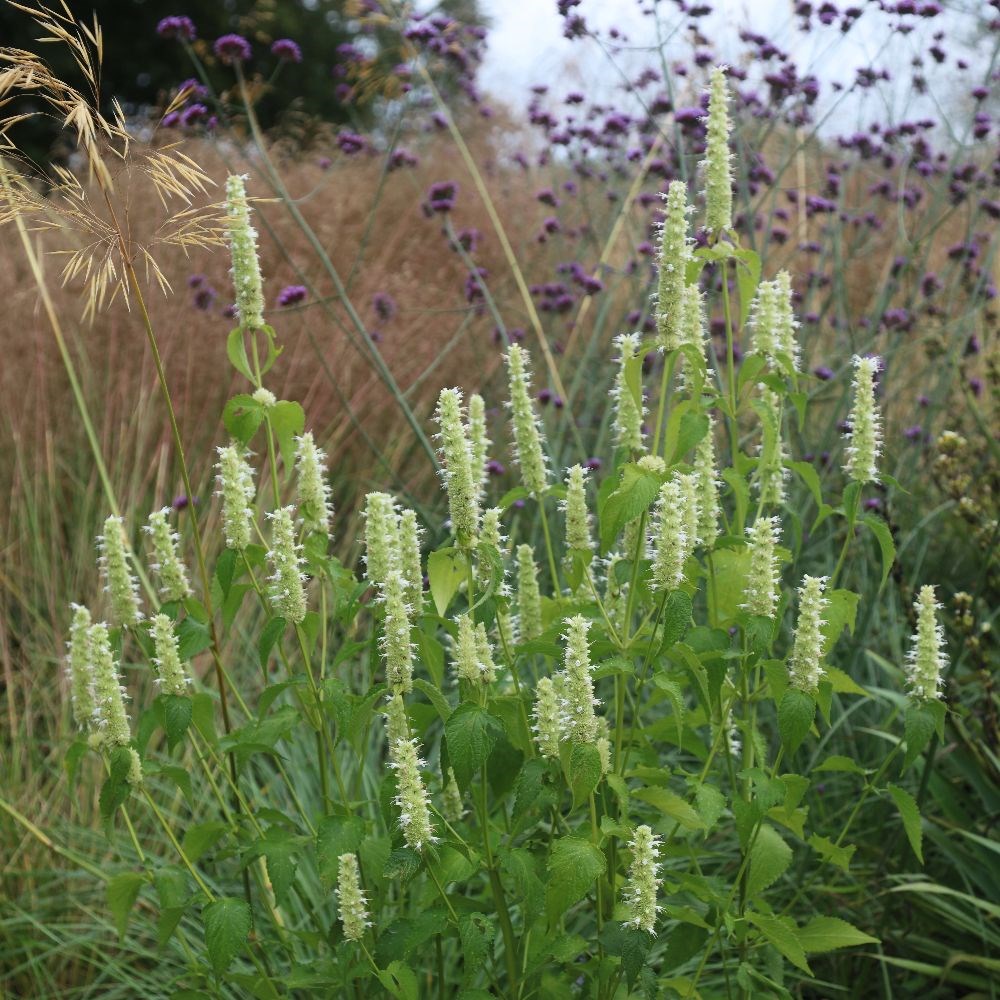 <i>Agastache foeniculum</i> 'Alabaster'