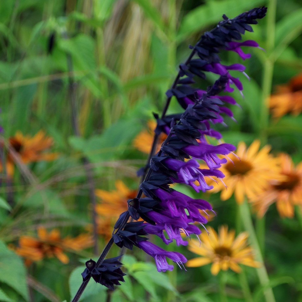 <I>Salvia</i> 'Amistad' (PBR)