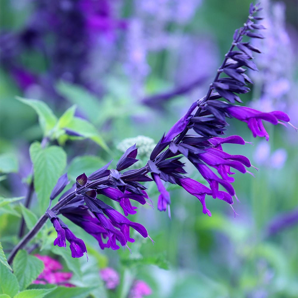 <I>Salvia</i> 'Amistad' (PBR)