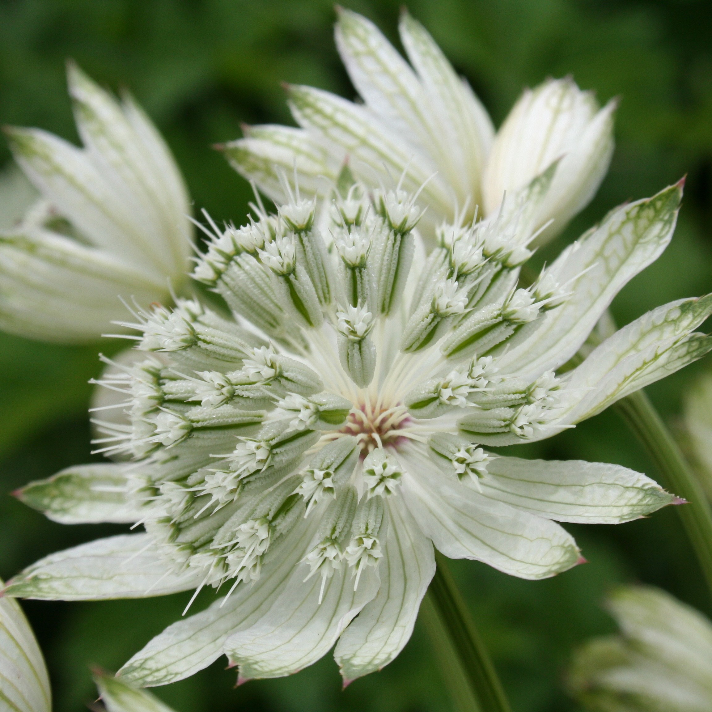 <i>Astrantia major</i> 'Large White'