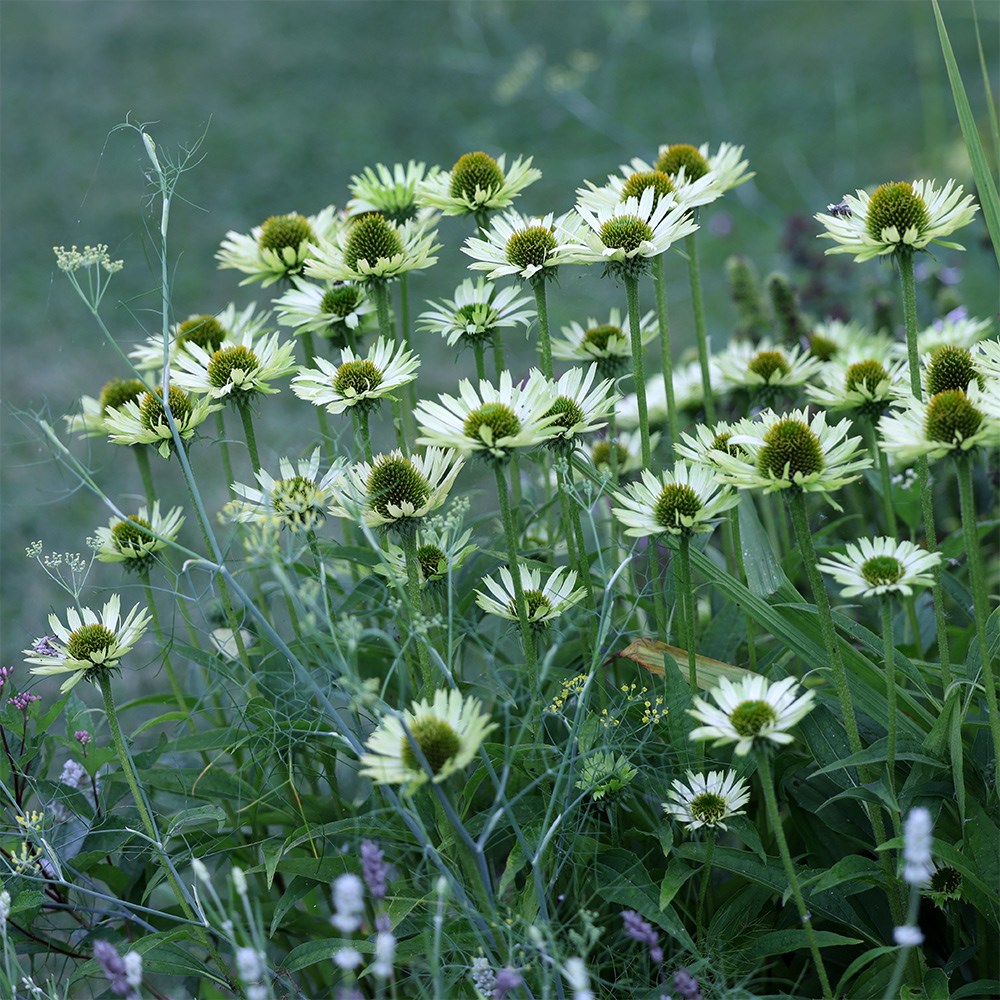 <I>Echinacea</i> 'Green Jewel' (PBR)