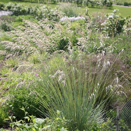 <i>Helictotrichon sempervirens</i> 