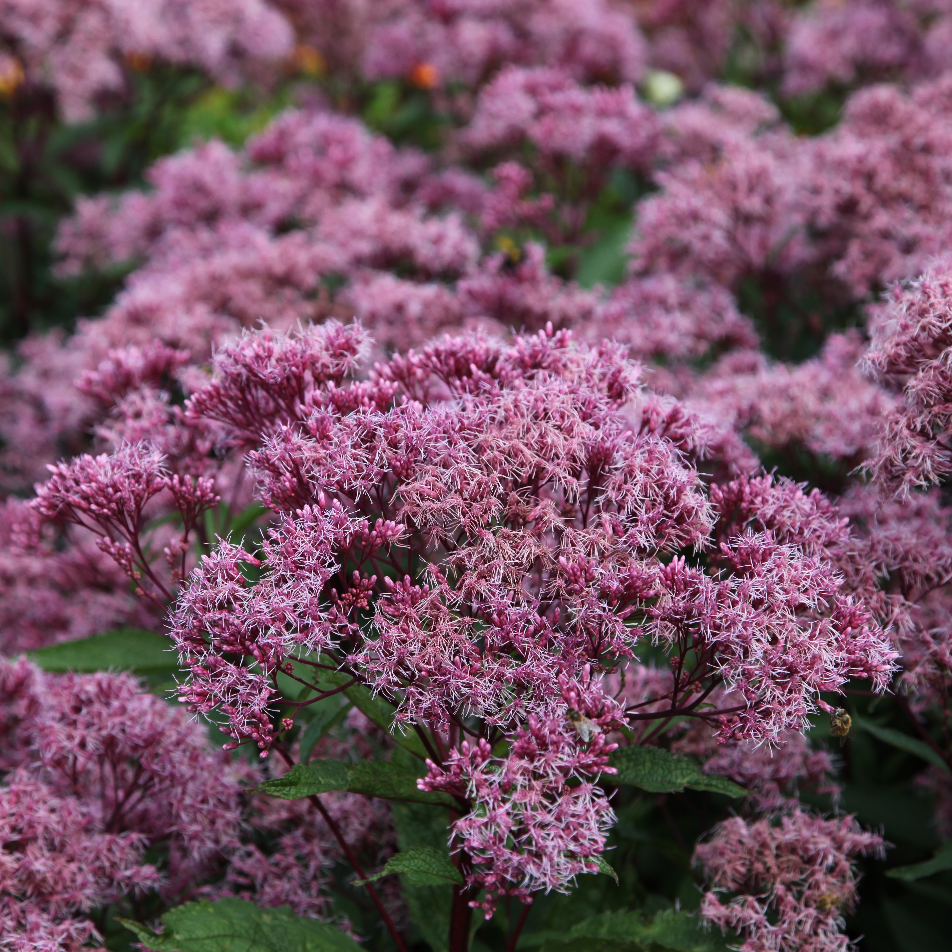 <i>Eupatorium maculatum</i> (Atropurpureum Group) 'Riesenschirm'