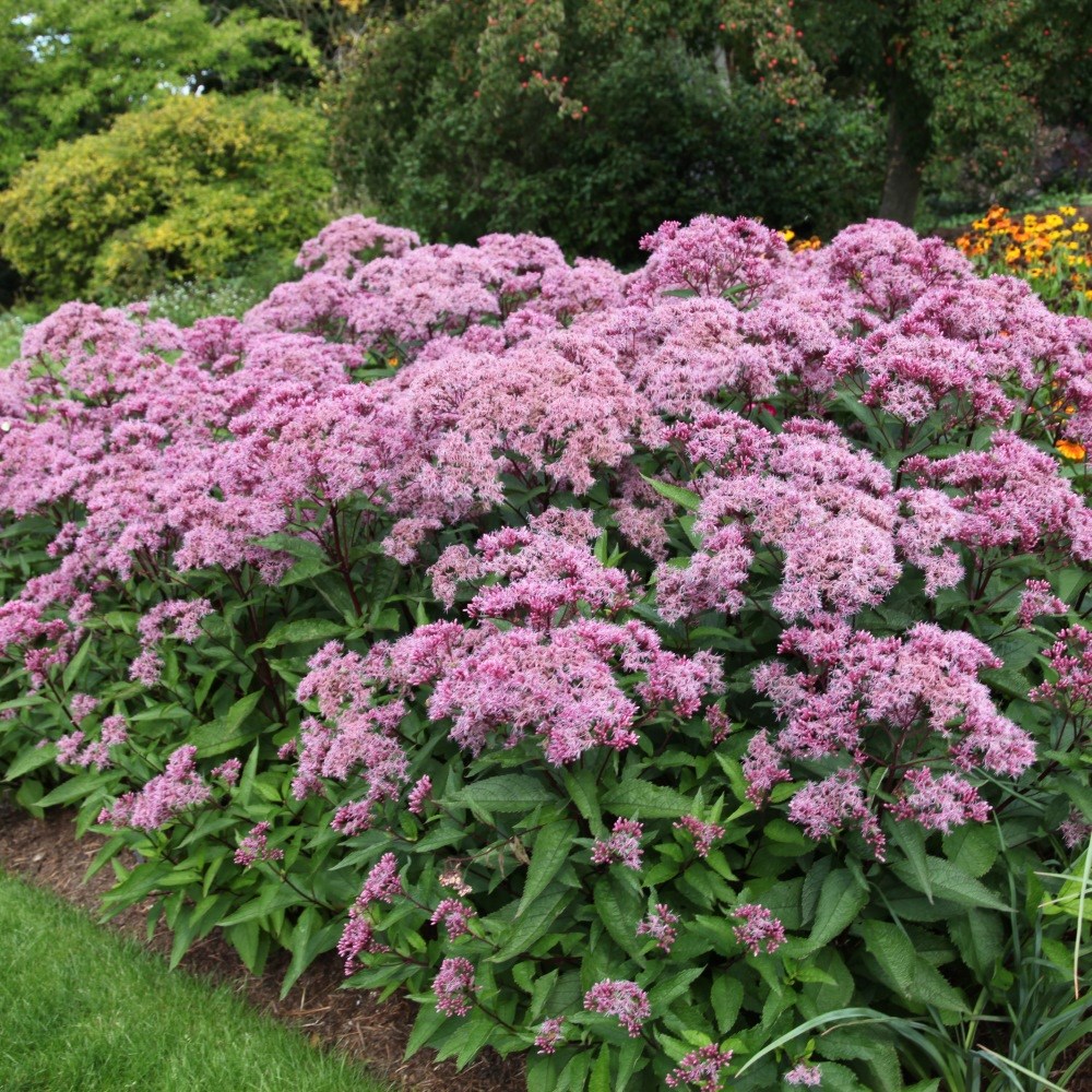 <i>Eupatorium maculatum</i> (Atropurpureum Group) 'Riesenschirm'