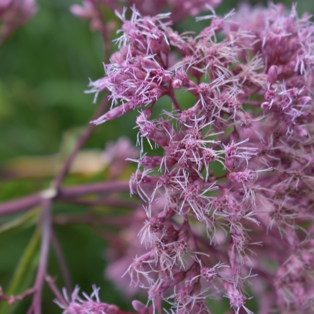 <i>Eupatorium maculatum</i> (Atropurpureum Group) 'Riesenschirm'