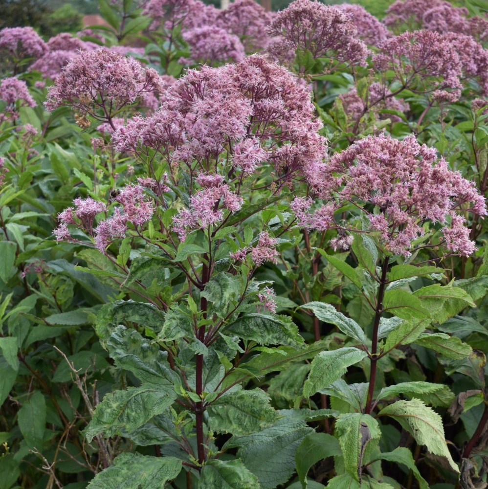 <i>Eupatorium maculatum</i> (Atropurpureum Group) 'Riesenschirm'