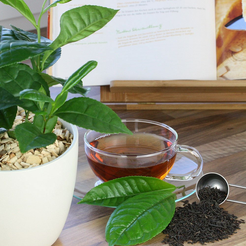 tea plant