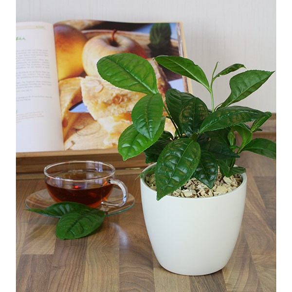 tea plant