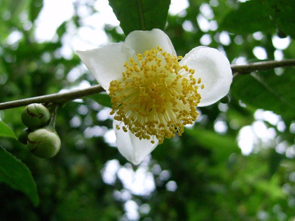 tea plant