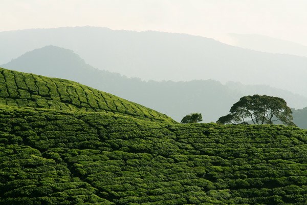 tea plant