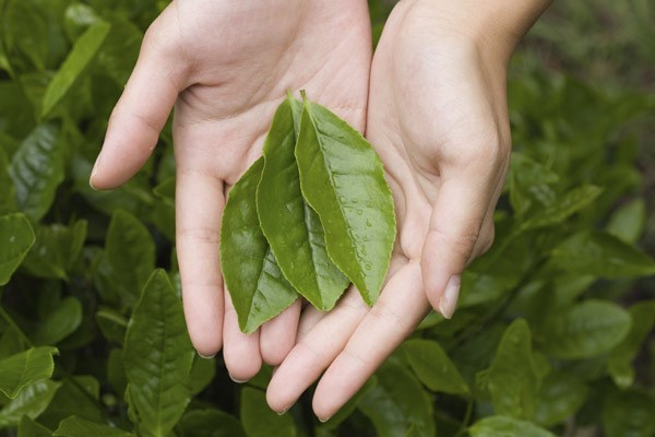tea plant