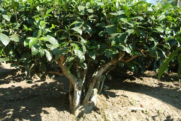 tea plant