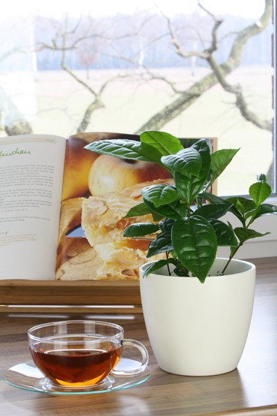 tea plant