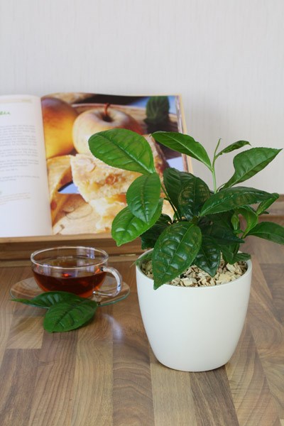 tea plant