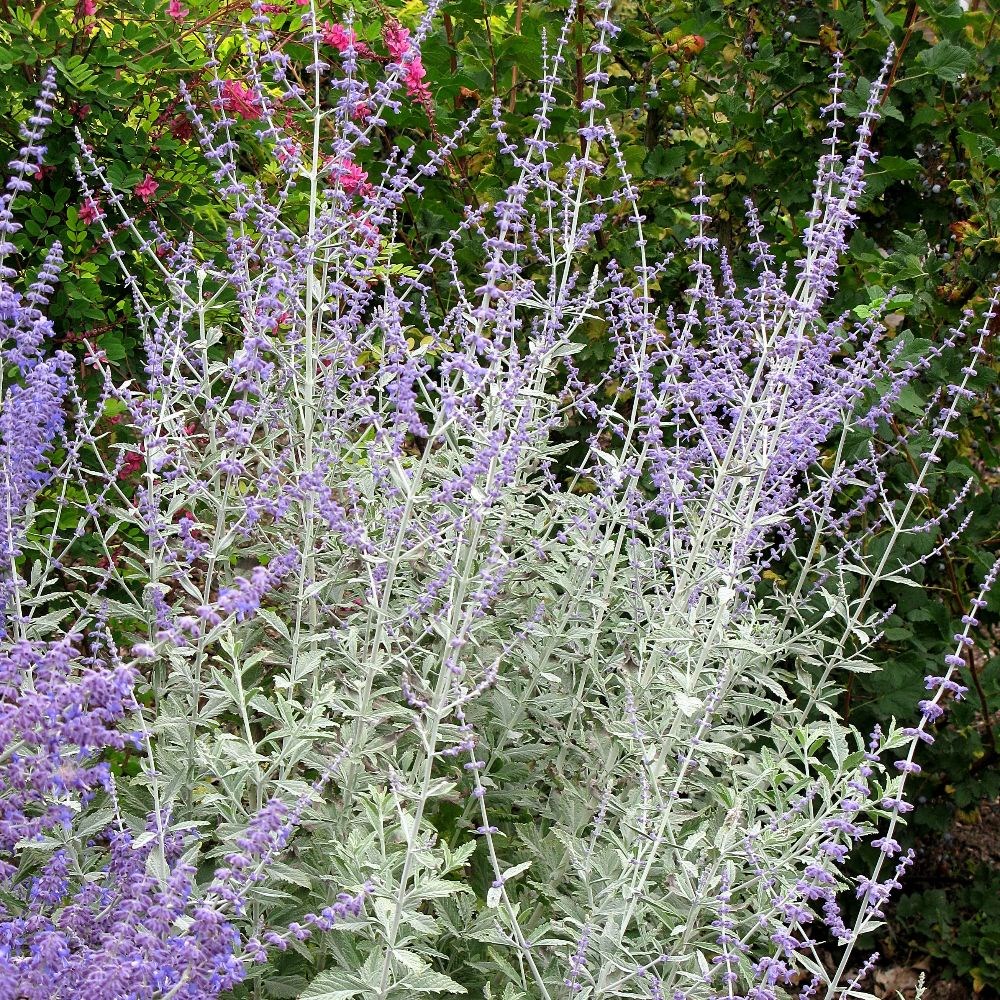 <i>Perovskia</i> <b class=small-caps>Silvery Blue</b> ('Lissvery') (PBR)