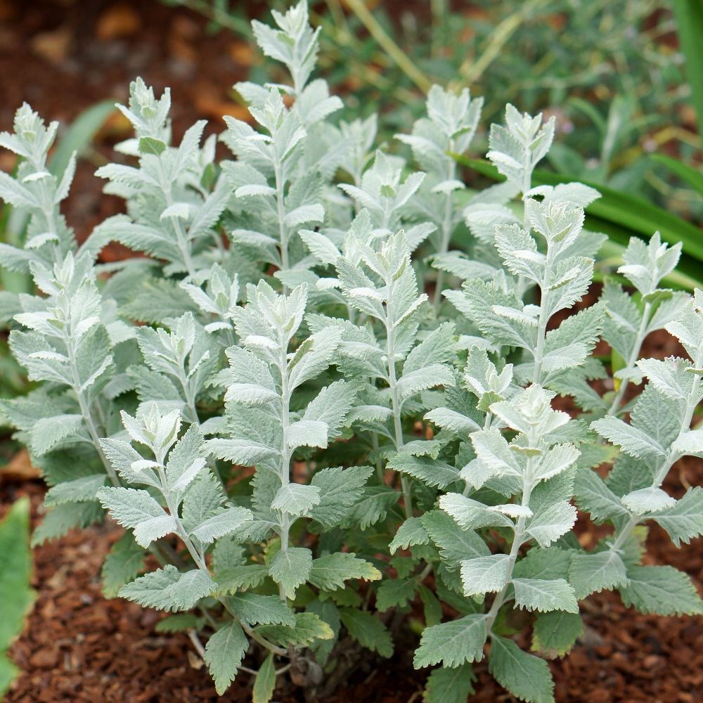 <i>Perovskia</i> <b class=small-caps>Silvery Blue</b> ('Lissvery') (PBR)