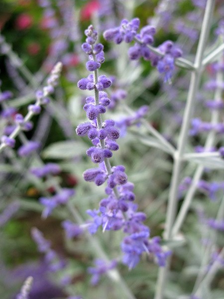 <i>Perovskia</i> <b class=small-caps>Silvery Blue</b> ('Lissvery') (PBR)