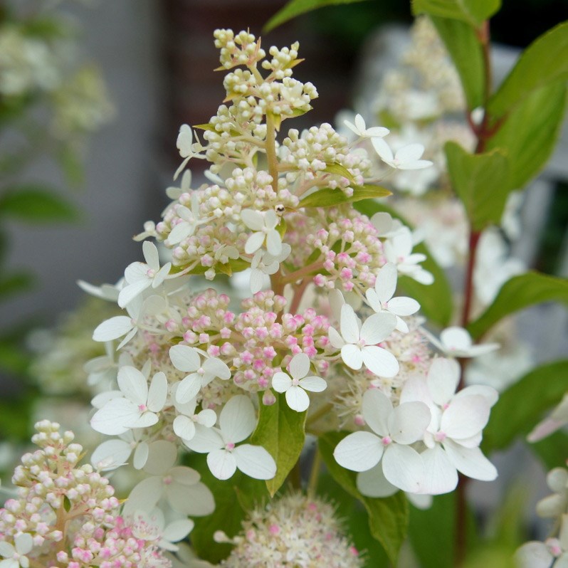 <i>Hydrangea paniculata</i> <b class=small-caps>Confetti</b> ('Vlasveld 02') (PBR)
