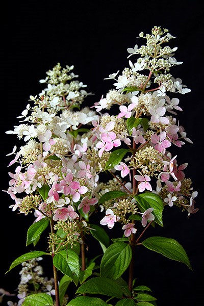 <i>Hydrangea paniculata</i> <b class=small-caps>Confetti</b> ('Vlasveld 02') (PBR)