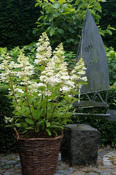 <i>Hydrangea paniculata</i> <b class=small-caps>Confetti</b> ('Vlasveld 02') (PBR)
